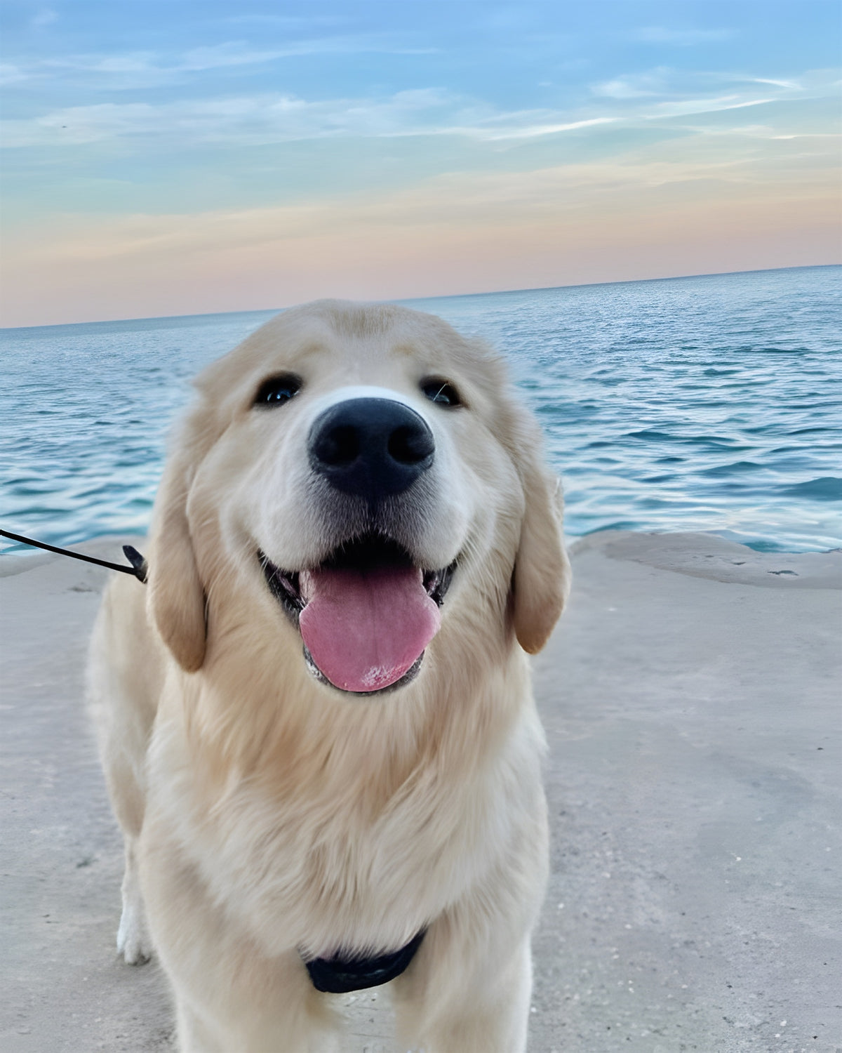 Perro golden retriever sonriente junto al mar